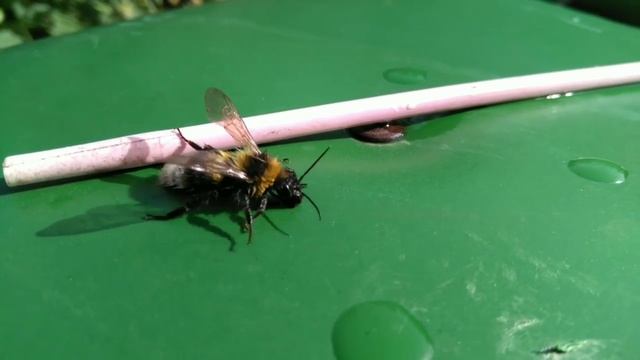 Мохнатый шмель смотреть онлайн