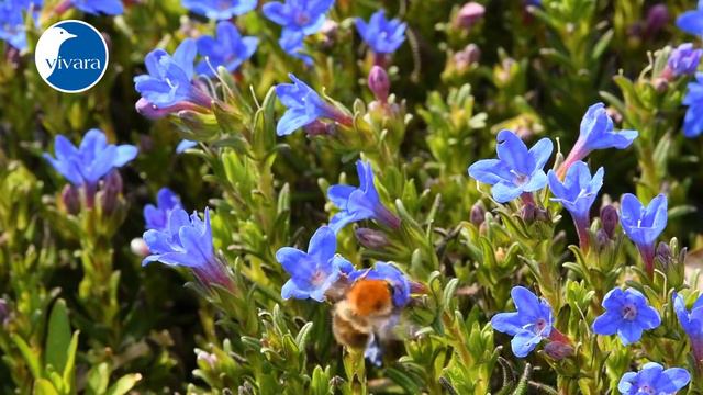 Parelkruid 'Heavenly Blue' смотреть онлайн