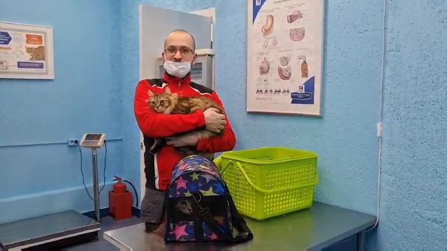 Ярулин Эдуард Альбертович, кот Фёдор и кошка Тильда. Ветклиника Сытая Морда