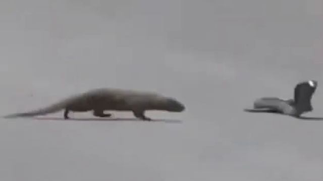 Mangusto vs Cobra смотреть онлайн