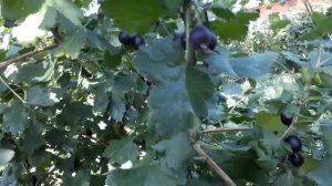 #сад #ягода #йошта / Йошта - ягода экзотического сада. Краткий обзор плодово-ягодного  кустарника