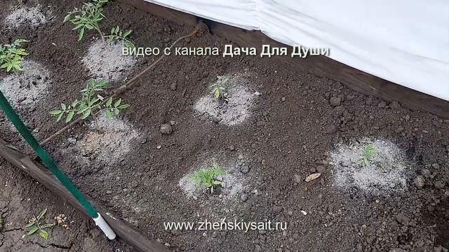 Что стало с ТОМАТАМИ, посеянными в марте в ТЕПЛИЦУ? смотреть онлайн