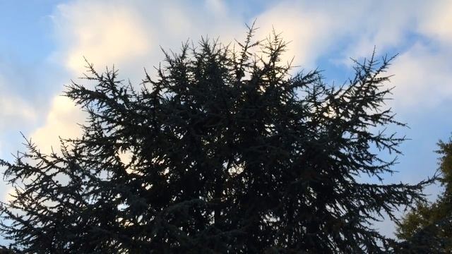 Blue Atlas cedar (Cedrus atlantica Glauca) - crown - October 2017 смотреть онлайн