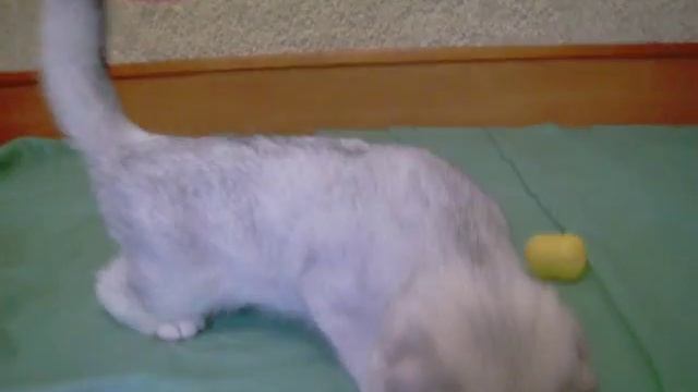 Котенок скоттиш фолд серебристая шиншилла смотреть онлайн