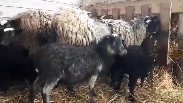 Романовские овцы, молодой племенной баран смотреть онлайн