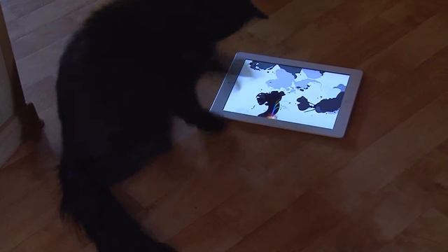 Фишка ловит мышку.wmv смотреть онлайн