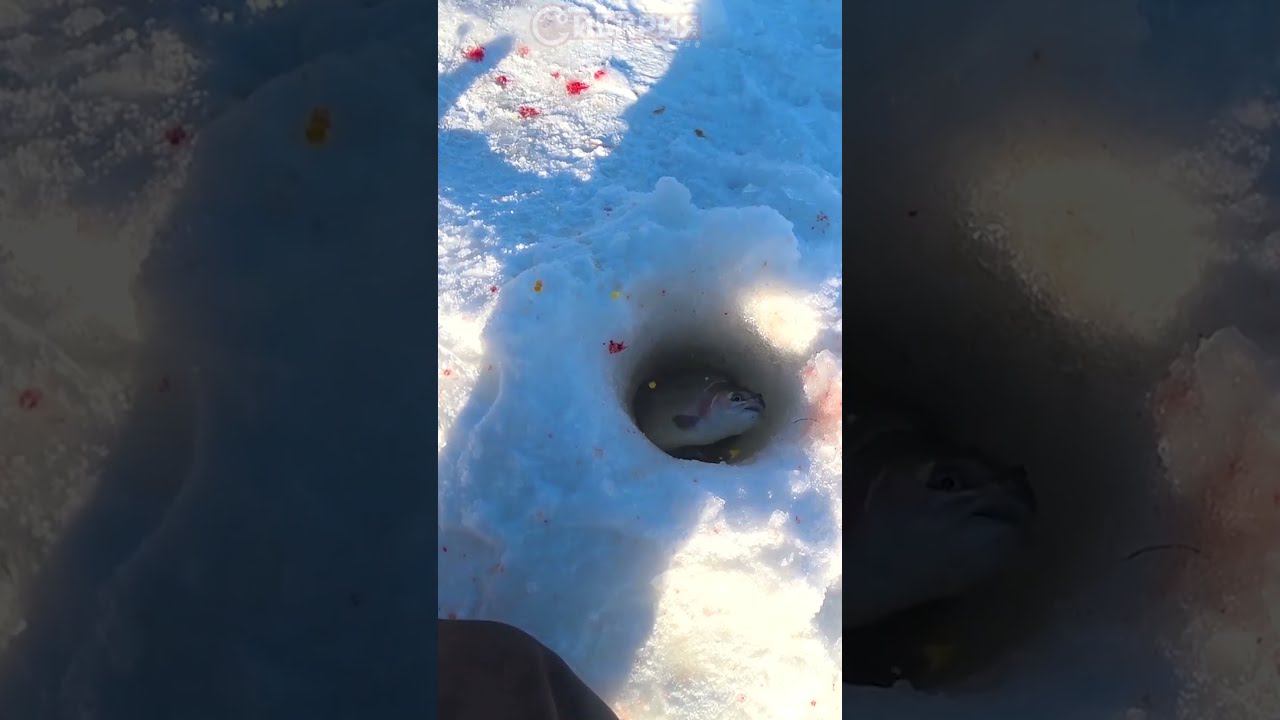 НЕ РЫБАЛКА А ДИЧЬ КАКАЯ-ТО! #рыбалка #shorts #форель смотреть онлайн