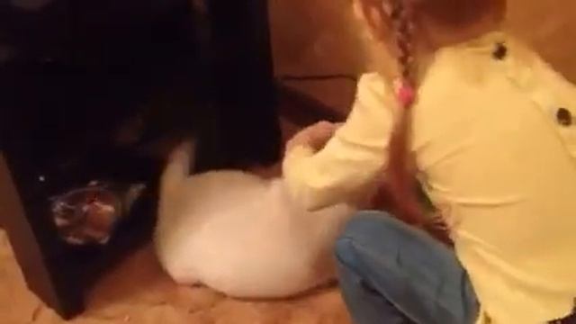 Малыши лабрадора, возраст 36 дней смотреть онлайн