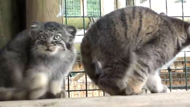 Pallas's Cat Kittens 2010 - 12 weeks old смотреть онлайн