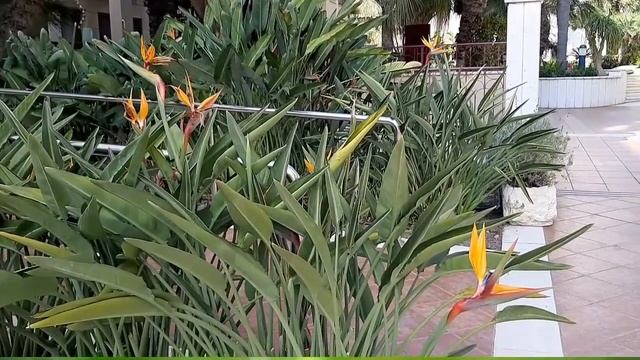 Райская птица Красивый цветок Стрелиция в Израиле смотреть онлайн