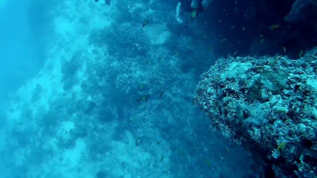 Дайвинг на Маафуши. Мальдивы смотреть онлайн