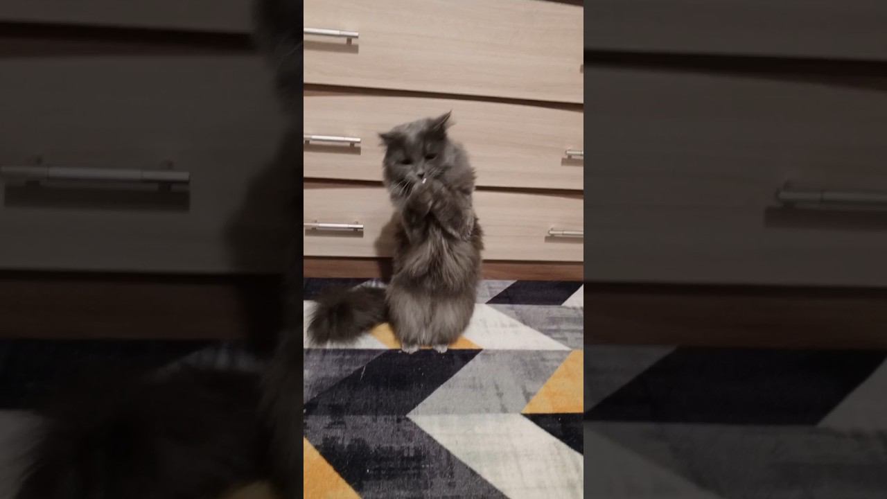 Мой кот Чудик ❤️