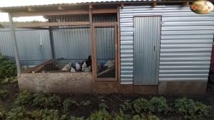 Обзор курятника построенного своими руками. Курятник с двориком для выгула.