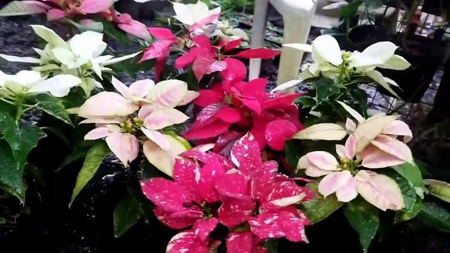 Poinsettia plant Care# ഈകാര്യങ്ങൾ അറിഞ്ഞിട്ടുനടണേ#blue-bellvlog#garden#gardening смотреть онлайн