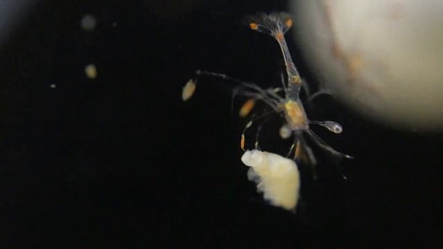 Кормление личинок (креветка доктор) | Морской аквариум смотреть онлайн