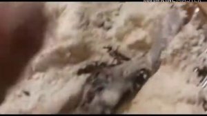 1 ИЗ ЛУЧШИХ СПОСОБОВ ПРИГОТОВИТЬ МИНОГУ / Жареная минога