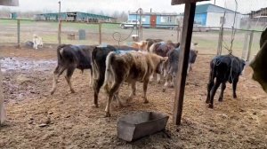 Откорм бычков , купили новую партию бычков. Рассказываю про цены откуда купил и т д.