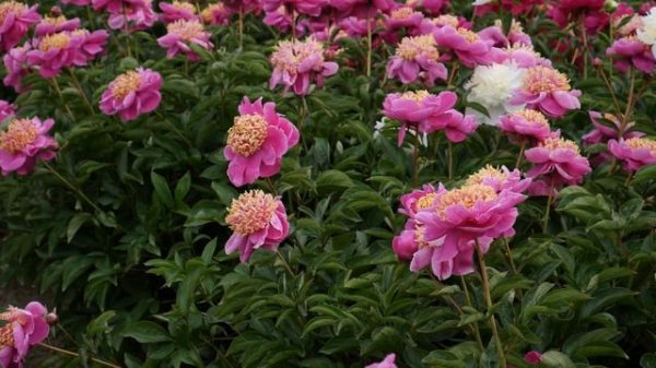 MANDARIN' S COAT - PeonyMAX