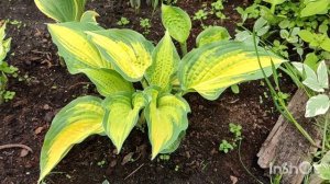 Хоста Оранж Мармелад