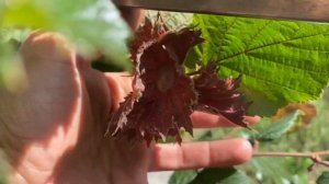 Фундук сорт Шедевр