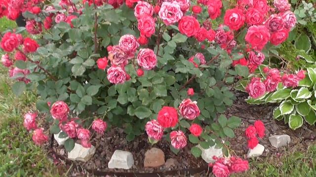 Канадка Александр Маккензи в Поволжье. Обзор сорта. Почему я сажаю две розы в одну лунку.