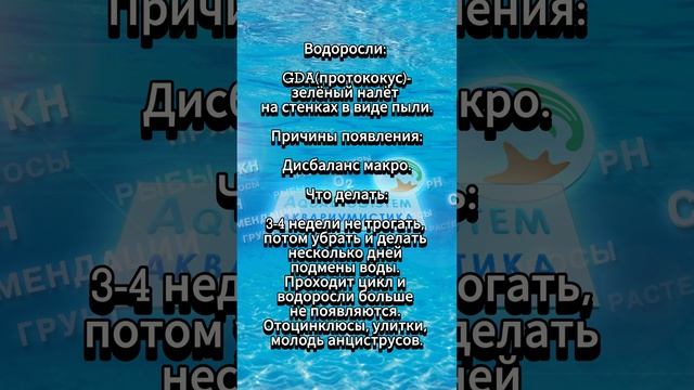 Водоросли: GDA(протококус)-зелёный налёт на стенках в виде пыли.