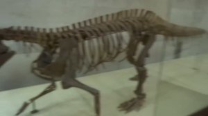 Музей динозавров ☺ Древние гиганты