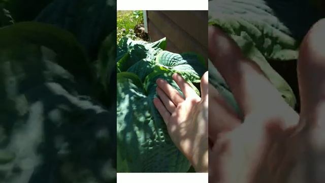 хоста Франц вильямс смотреть онлайн