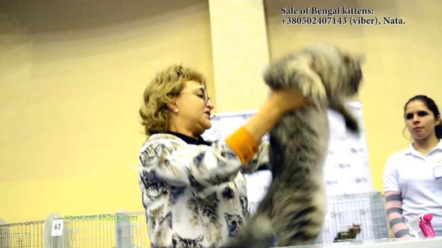 Dakota Gold, питомник бенгалов на выставке кошек, Харьков, 10 декабрь, 2017, 5 Best Юниоры смотреть онлайн