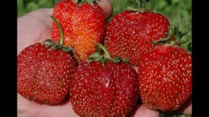 СОРТ КЛУБНИКИ ЗЕФИР