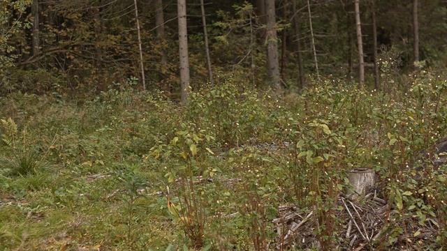 CANON 50D RAW test смотреть онлайн