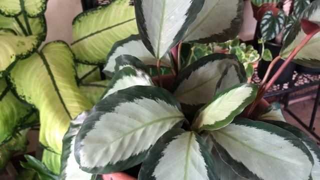 HOW TO CARE CALATHEA ROSEOPICTA CORONA PRAYER PLANT CARE TIPS смотреть онлайн