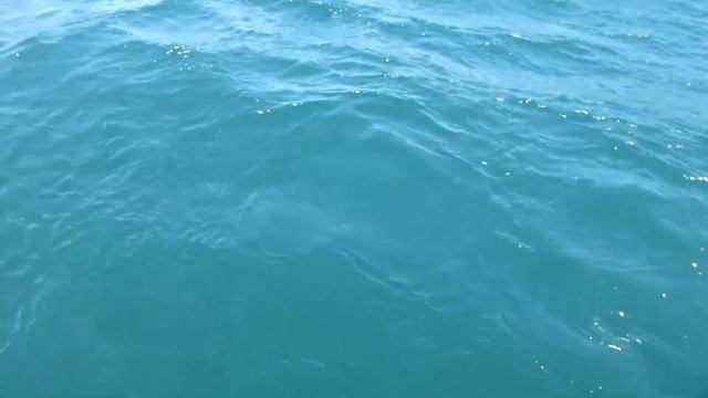 Санька тянет Зубастого Терпуга из окияна (Lingcod) смотреть онлайн