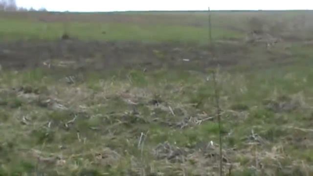 Охота на конский трюфель. смотреть онлайн
