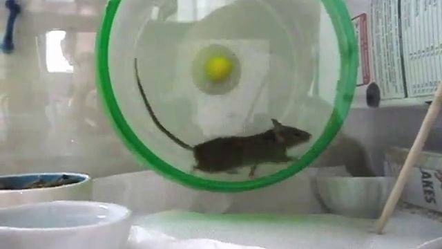 Wild Mouse + Running Wheel + 4x Slow Motion смотреть онлайн