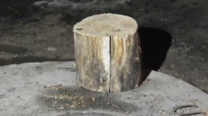 Дерево Ветла, что это?, а это Ива!