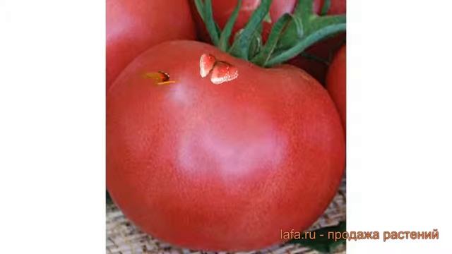 Томат обыкновенный Легионер F1 (legioner f1) ? обзор: как сажать, семена томата Легионер F1 смотреть онлайн