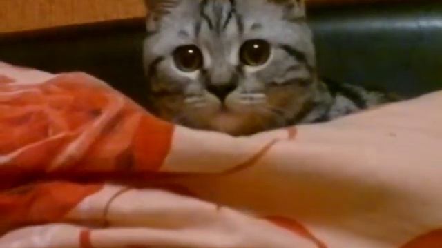 Кот и Мяско,прикол. смотреть онлайн