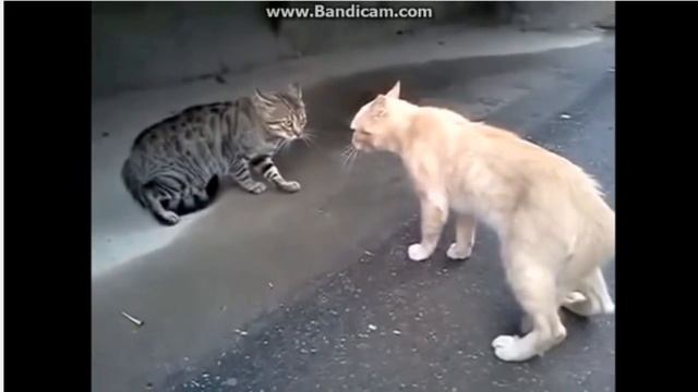 СМЕШНЫЕ КОШКИ 2017 ТОП подборка! Агрессивные кошки #1 смотреть онлайн