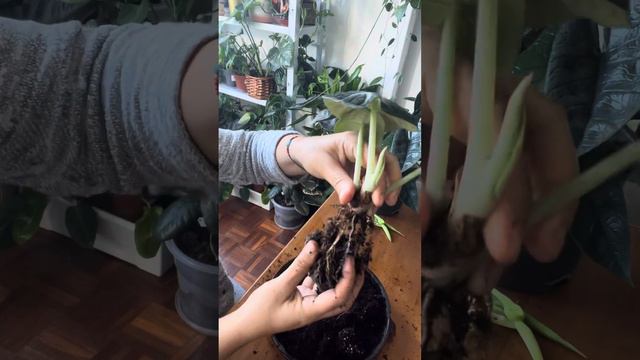 Alocasia Ninja #plantscortez #plantas #plantsaddict #plants #plantscollection #alocasia #plant смотреть онлайн