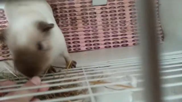 Что нужно купить при появлении морской свинки. смотреть онлайн