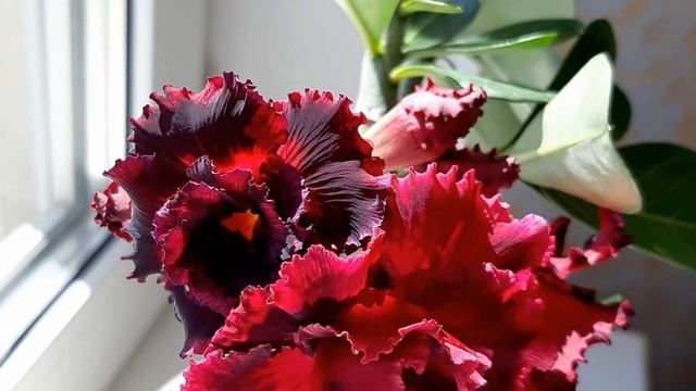 АДЕНИУМ. Коллекция редких адениумов #4. Адениум Endless Love, сеянец, Mini Size Red