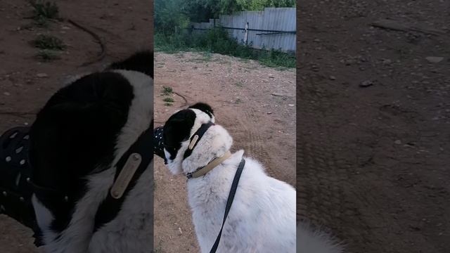 Вот так гуляем мы ;)