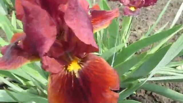 Krasnyi Barhat. Loktev Sergey’12. Красный Бархат. Карликові іриси. смотреть онлайн