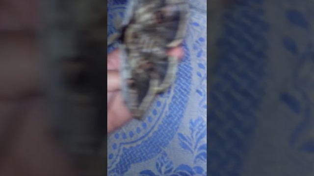 Нашла бабочку Сатурн Пири смотреть онлайн