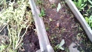 Картофель Чародей и Тулеевский