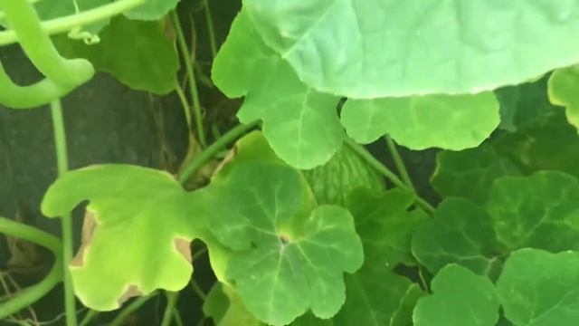 Фицефалия смотреть онлайн