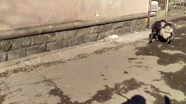 Команда апорт. Цуценята дратхаар смотреть онлайн