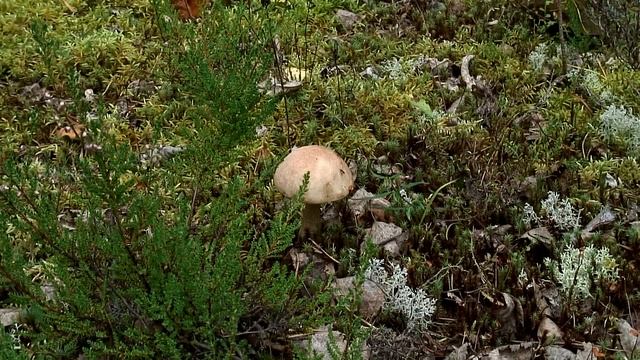 Карелия смотреть онлайн