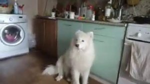 песнь самоеда